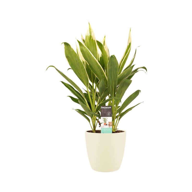 Decorum Cordyline new Conga met Elho brussels soap (19x60 cm)