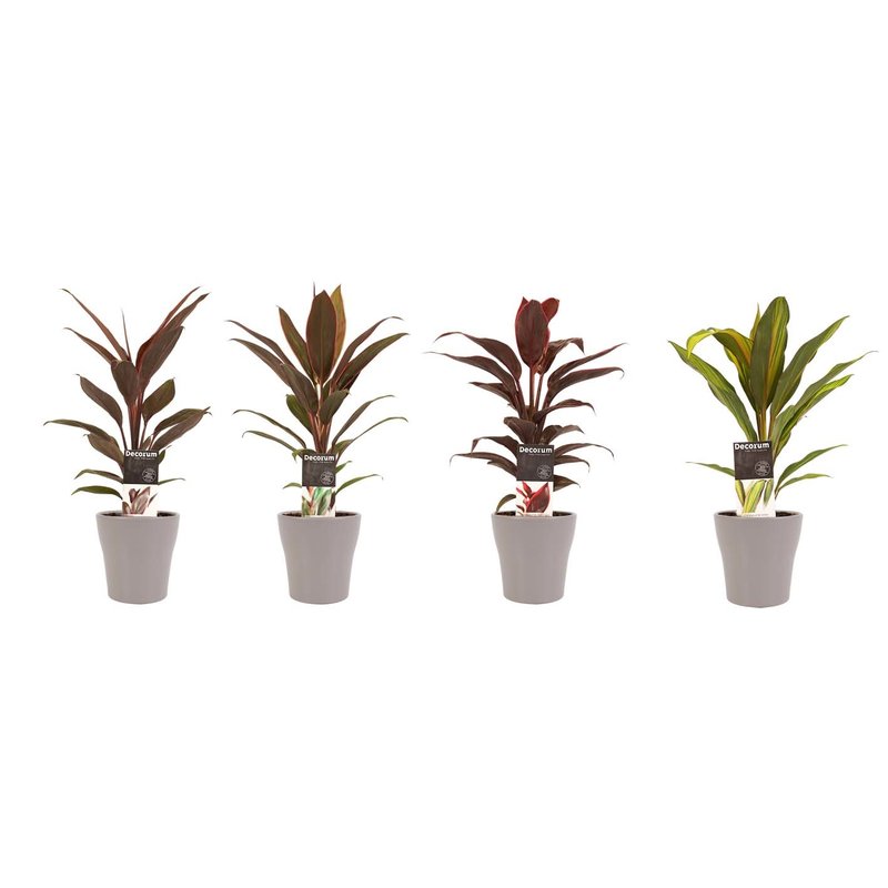 Decorum Combi 1x Cordyline Tango 1x Cordyline Rumba 1x Cordyline Mambo 1x Cordyline Kiwi met Anna taupe (12x40 cm)