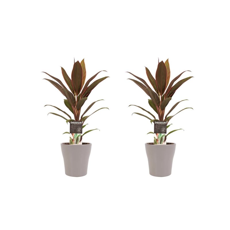 Decorum Duo 2x Cordyline Rumba met Anna taupe (12x40 cm)