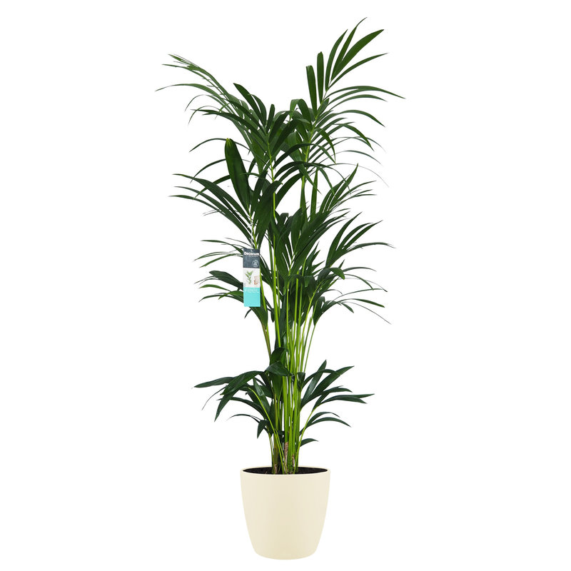Decorum XL Kentia Palm in ELHO Brussels pot (soap) (246160DECO - 25x160 cm)