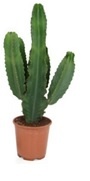 Euphorbia cactus (Euphorbia Ingens Canarias (CAN18) - 24x75 cm)