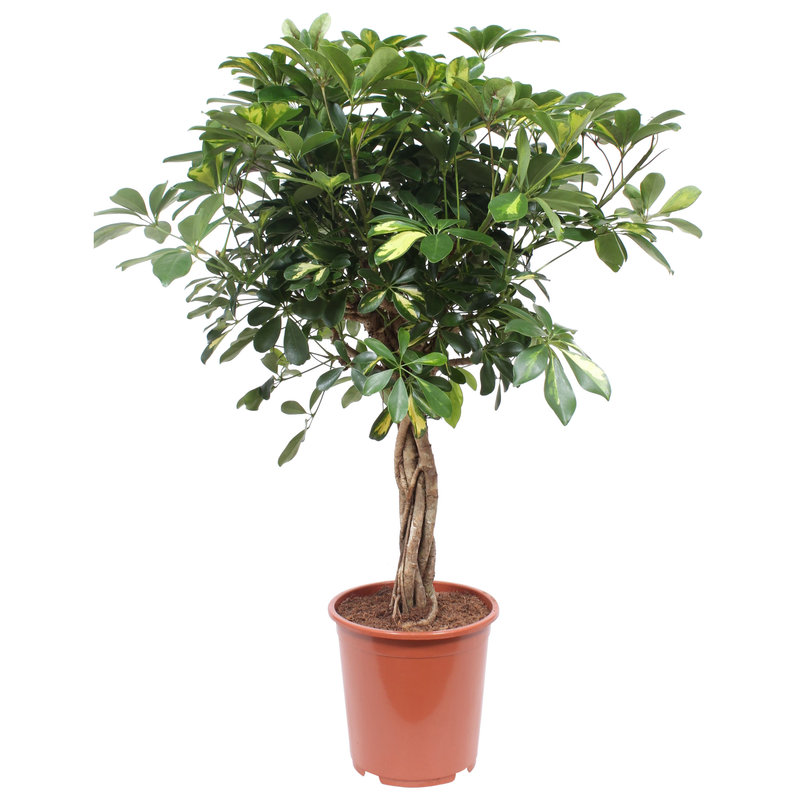 Schefflera Arboricola Gold Capella (SGC19 - 19x80 cm)