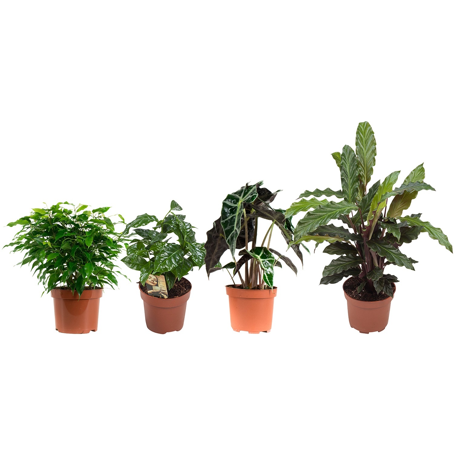 Combibox Ficus, Koffieplant, Olifantsoor of Skeletplant, Calathea (Ficus Green Kinky, Coffea Arabica, Alocasia Polly,Calathea Rufibarba - 12x25 cm)