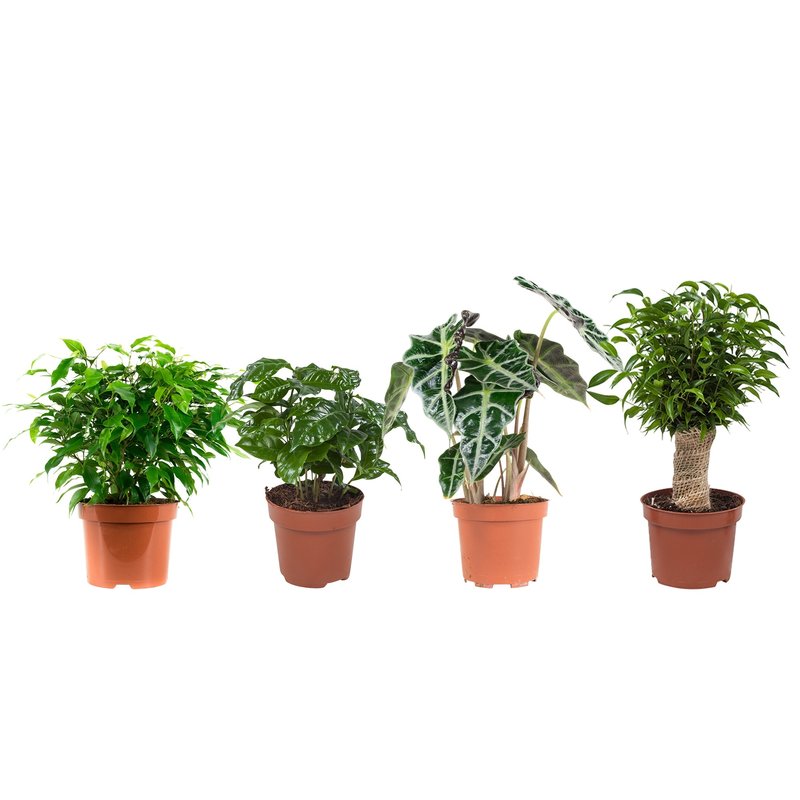Combibox hippe kamerplanten ("Ficus Green Kinky, Coffea Arabica, Alocasia Polly, Ficus benjamina - 12x25 cm)