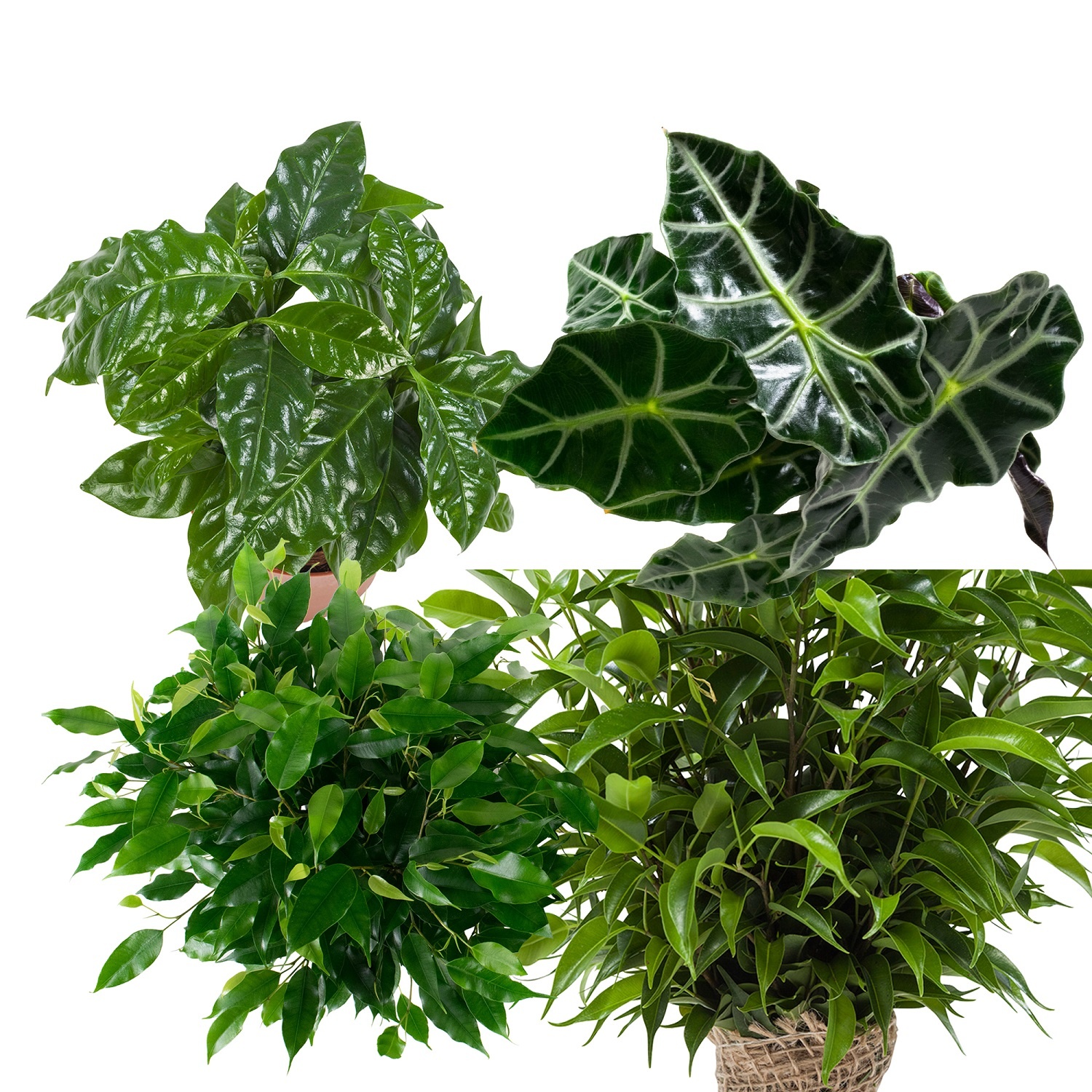 Combibox hippe kamerplanten ("Ficus Green Kinky, Coffea Arabica, Alocasia Polly, Ficus benjamina - 12x25 cm)