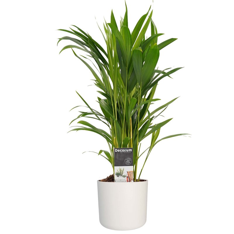 Decorum Dypsis lutescens (Areca) met Elho B.for soft white (220216 - 14x50 cm)
