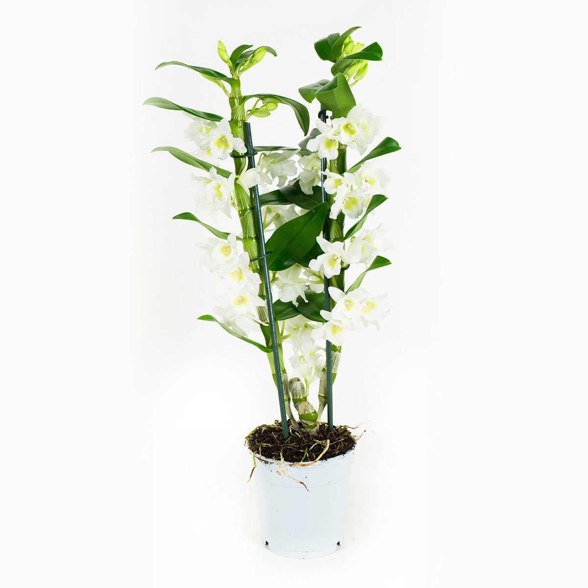 Dendrobium Nobile Apollon 2T (DNAP02B0HW - 12x60 cm)