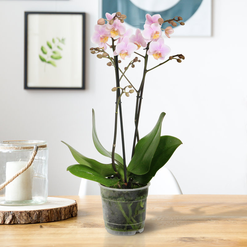 Amaglad (Phalaenopsis Amaglad - 12x45 cm)