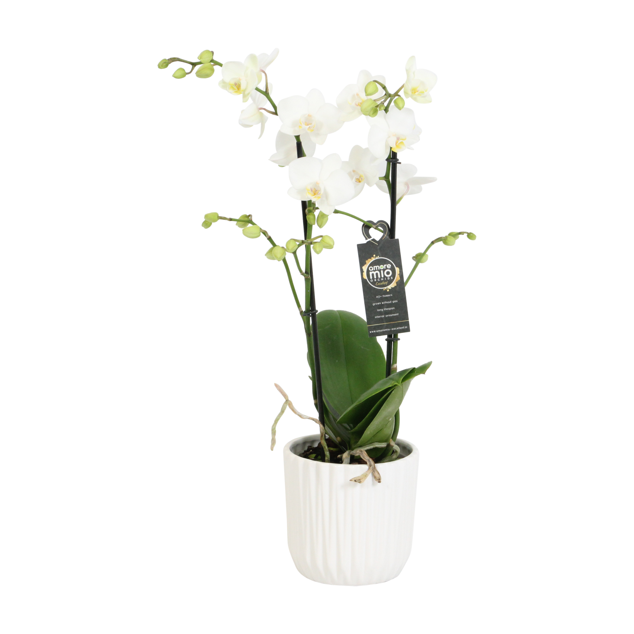 Snow Flake met White Ceramic 2 (Phalaenopsis Snow Flake met White Ceramic 2 - 12x45 cm)