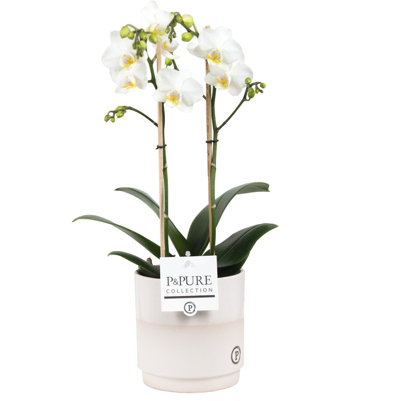 Phalaenopsis 2 tak wit in pot Juliette (pc0602 - 12x45 cm)