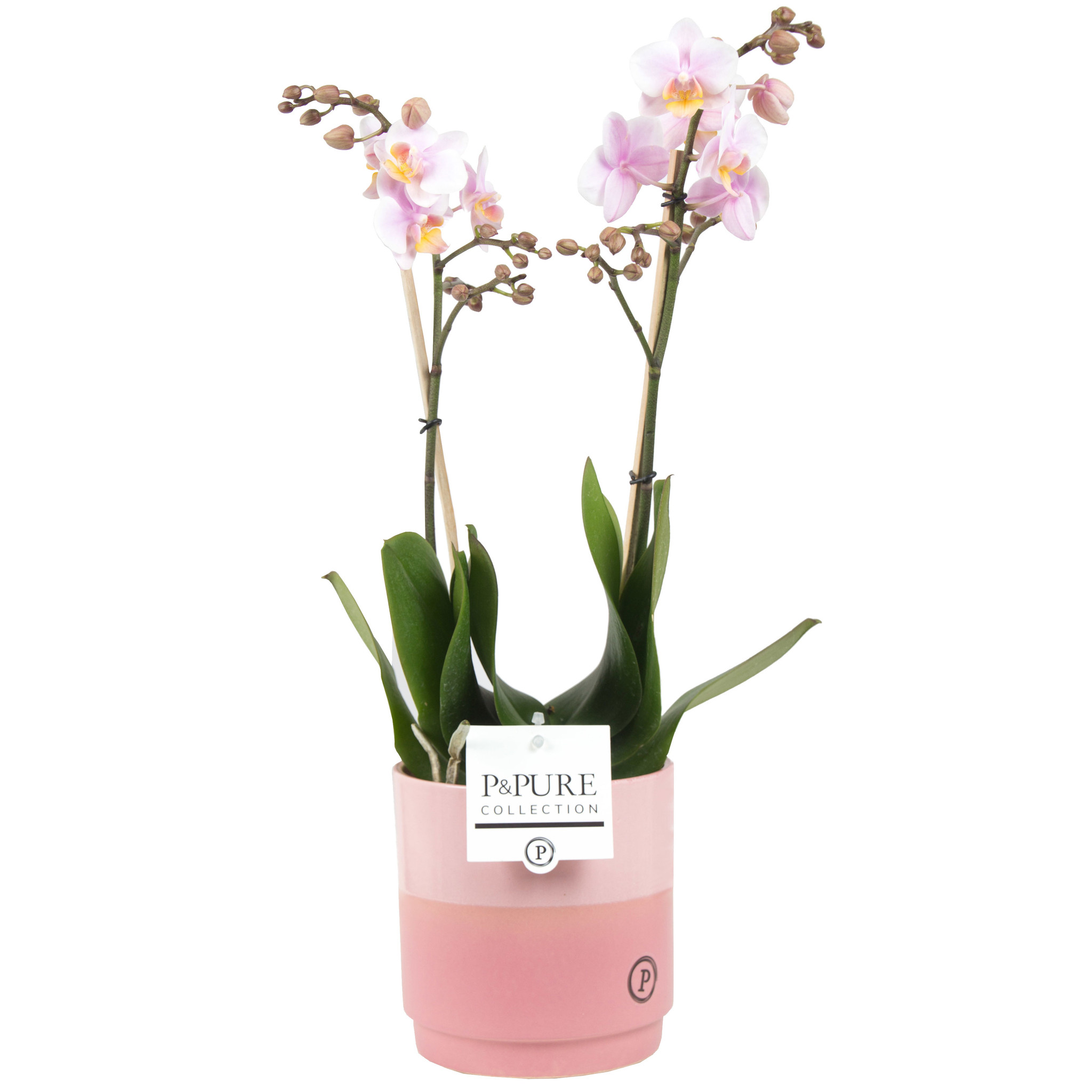 Phalaenopsis 2 tak roze in pot Juliette (pc0604 - 12x45 cm)