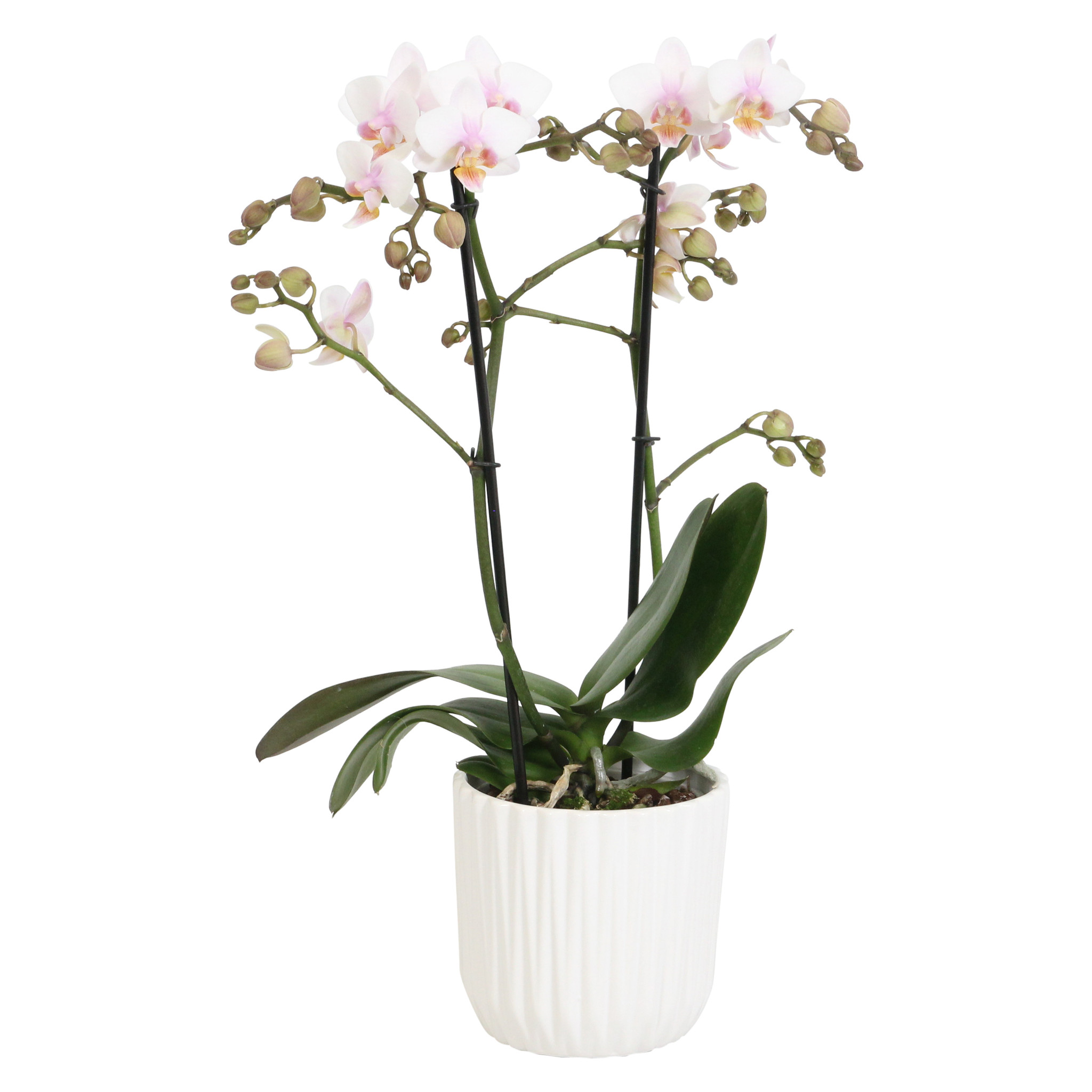 Amaglad Soft met White Ceramic 2 (Phalaenopsis Amaglad Soft met White Ceramic 2 - 12x45 cm)