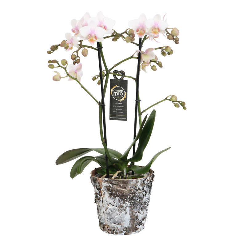 Amaglad Soft met Wooden pot (Phalaenopsis Amaglad Soft met Wooden pot - 12x45 cm)