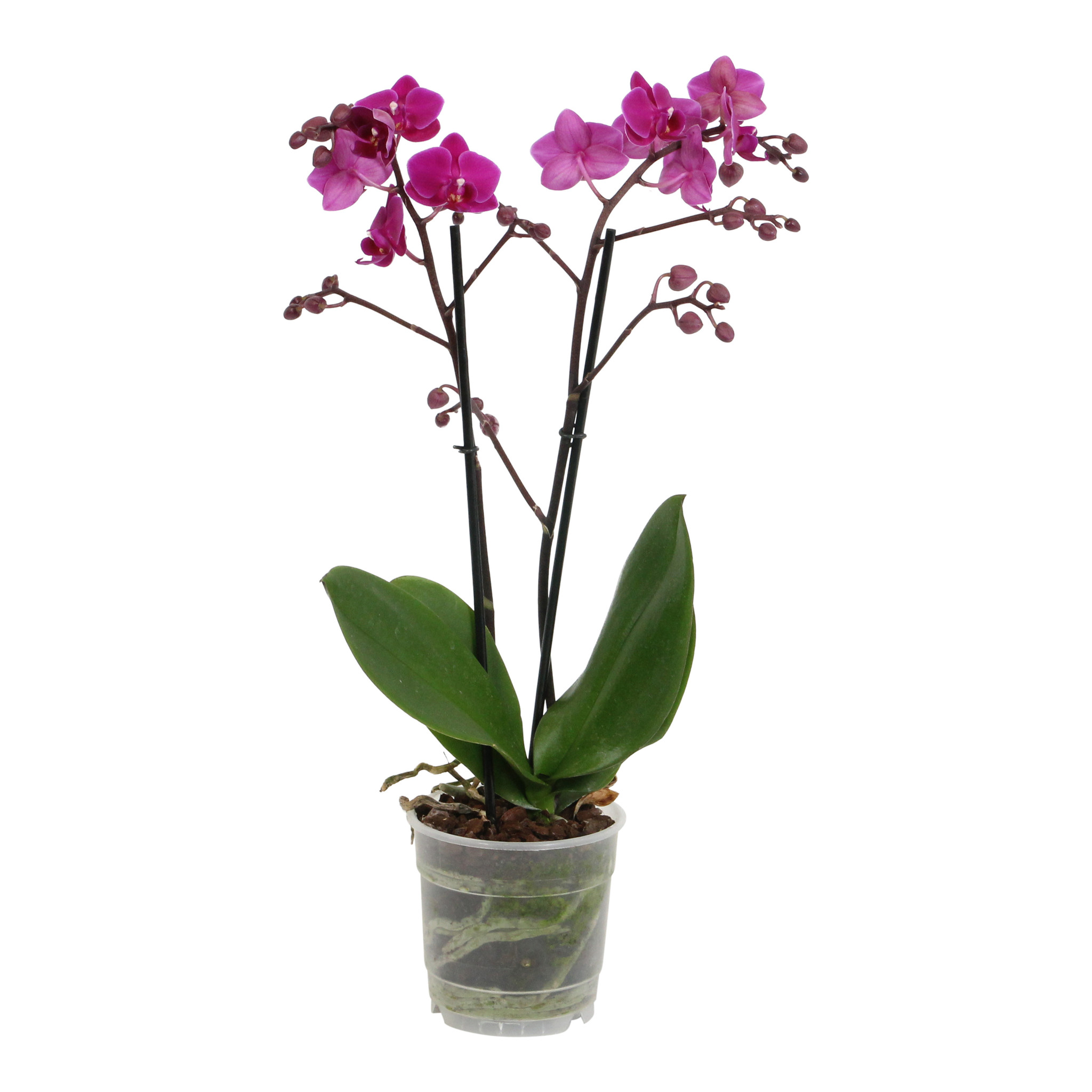 Cosy Candy (Phalaenopsis Cosy Candy - 12x45 cm)
