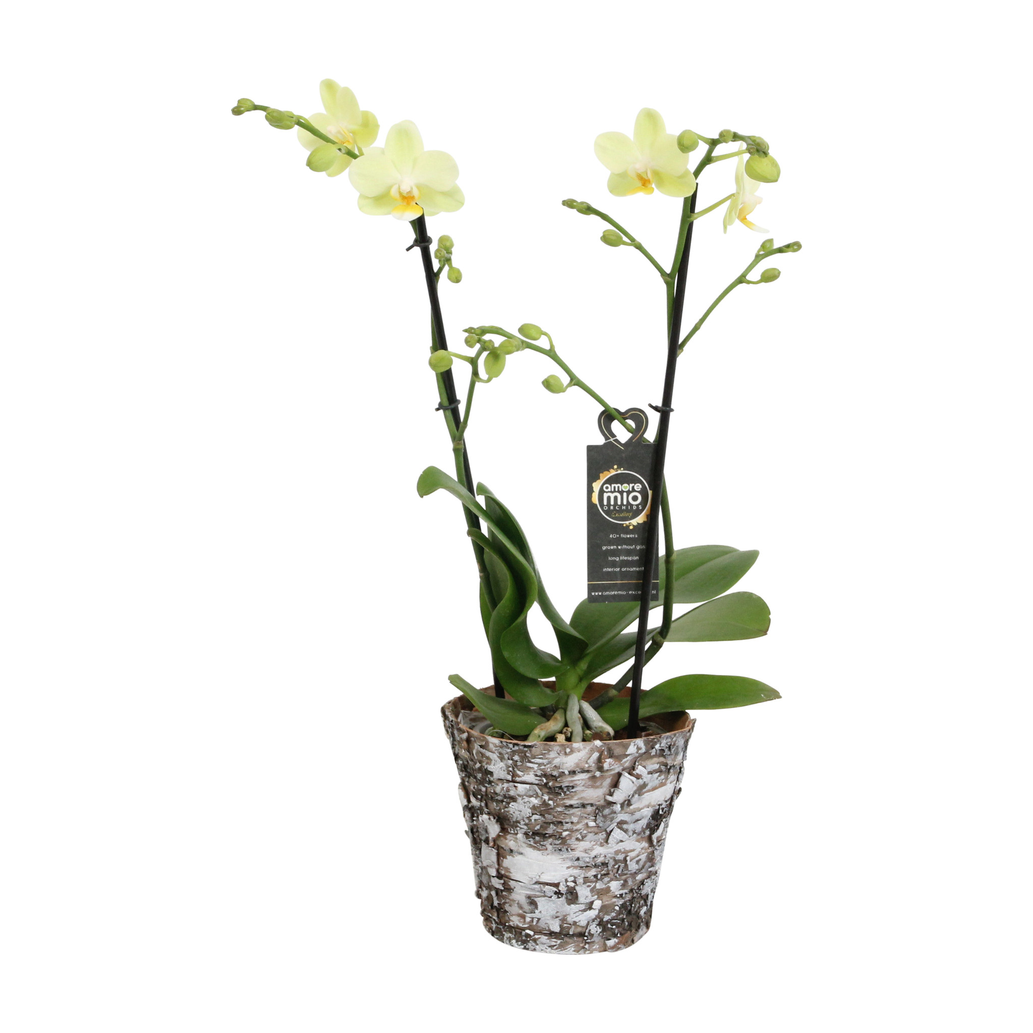 Green Pixie met Wooden pot (Phalaenopsis Green Pixie met Wooden pot - 12x45 cm)