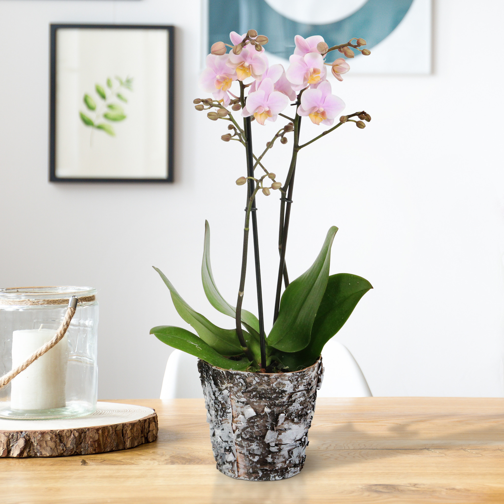 Amaglad met Wooden pot (Phalaenopsis Amaglad met Wooden pot - 12x45 cm)