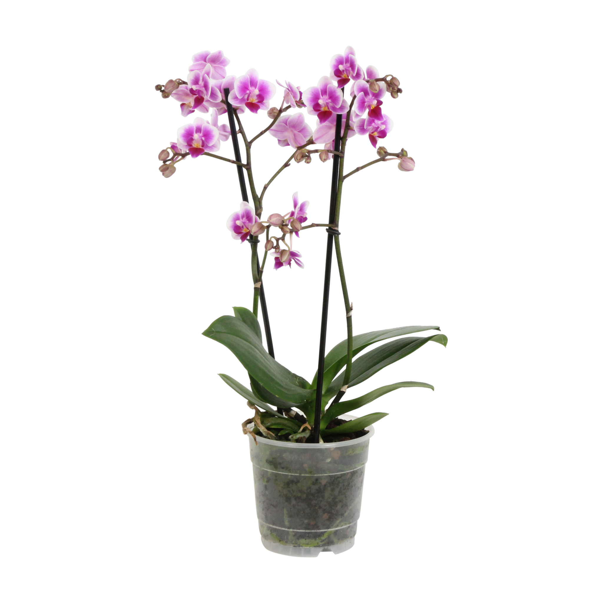 Pixie (Phalaenopsis Pixie - 12x45 cm)