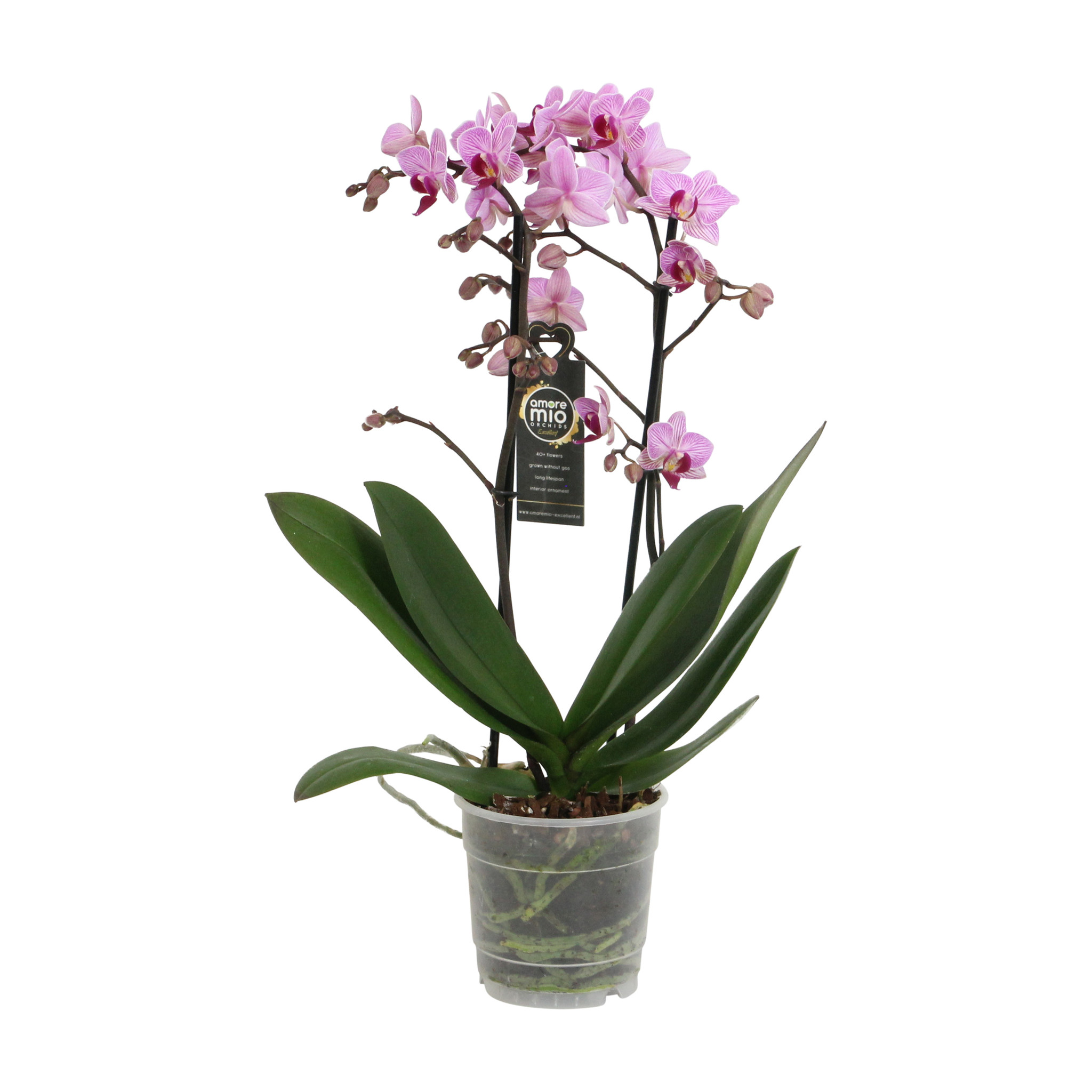 Santiago (Phalaenopsis Santiago - 12x45 cm)