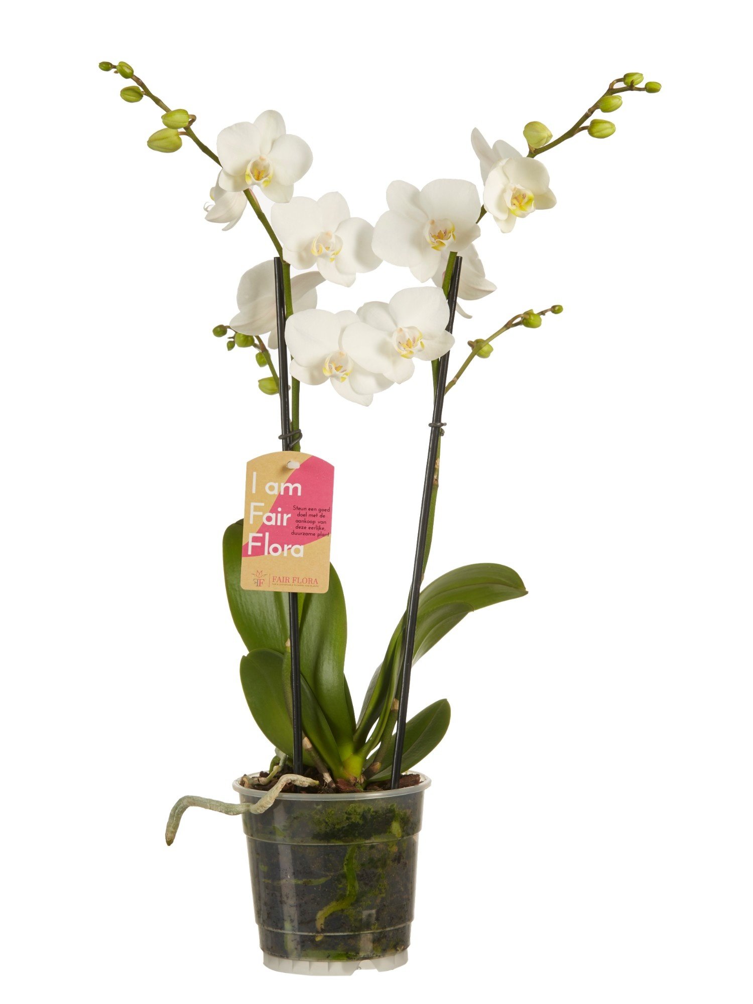 Phalaenopsis multiflora gemengd (Phalaenopsis multiflora gemengde kleuren - 12x50 cm)