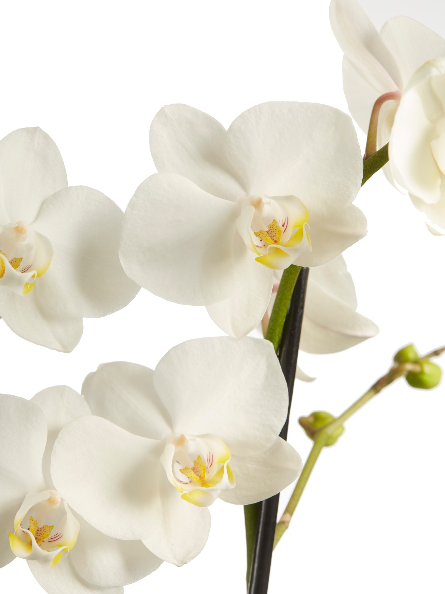 Phalaenopsis multiflora (Phalaenopsis multiflora white - 12x50 cm)