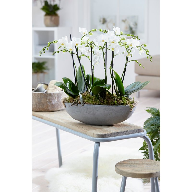 Phalaenopsis multiflora (Phalaenopsis multiflora white - 12x50 cm)