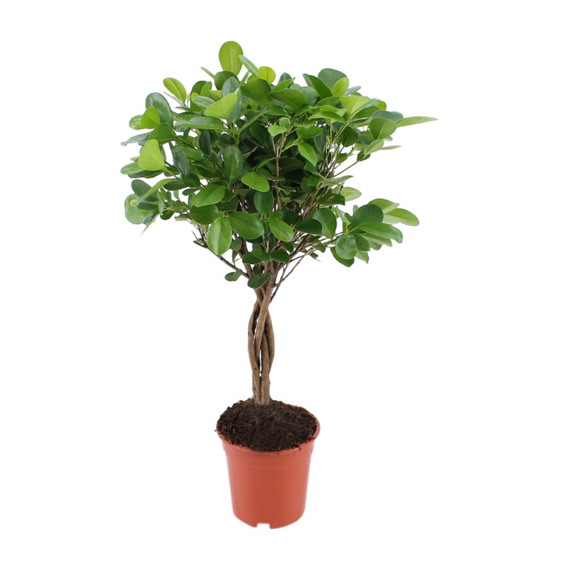 Vijg, Rubberboom (FM17 - 17x70 cm)
