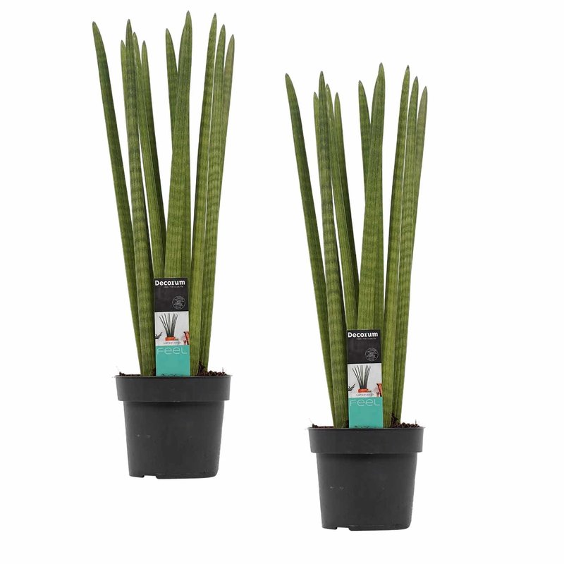 Decorum Duo Sansevieria Cylindrica straight (SC17SD - 17x70 cm)