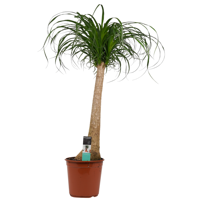 Decorum Beaucarnea Recht (BR24D - 24x90 cm)