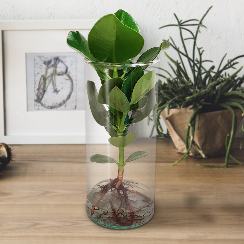Clusia Princess op water in cylinder glas (PNLCLU12-CYL - 12x35 cm)