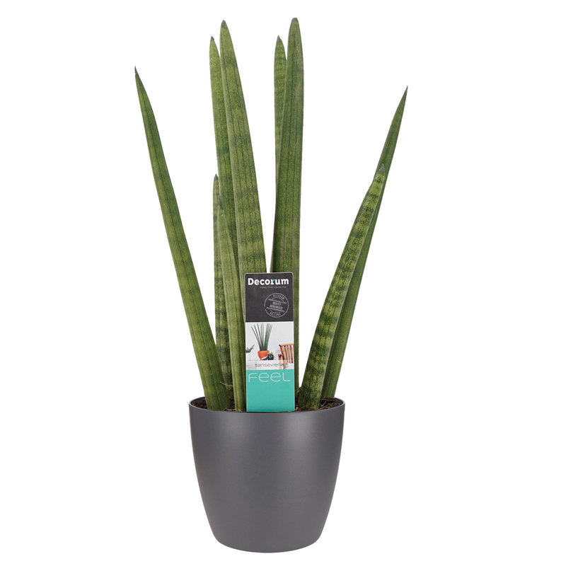 Decorum Sansevieria Cylindrica met Elho brussels antracite (SC17D - 17x70 cm)