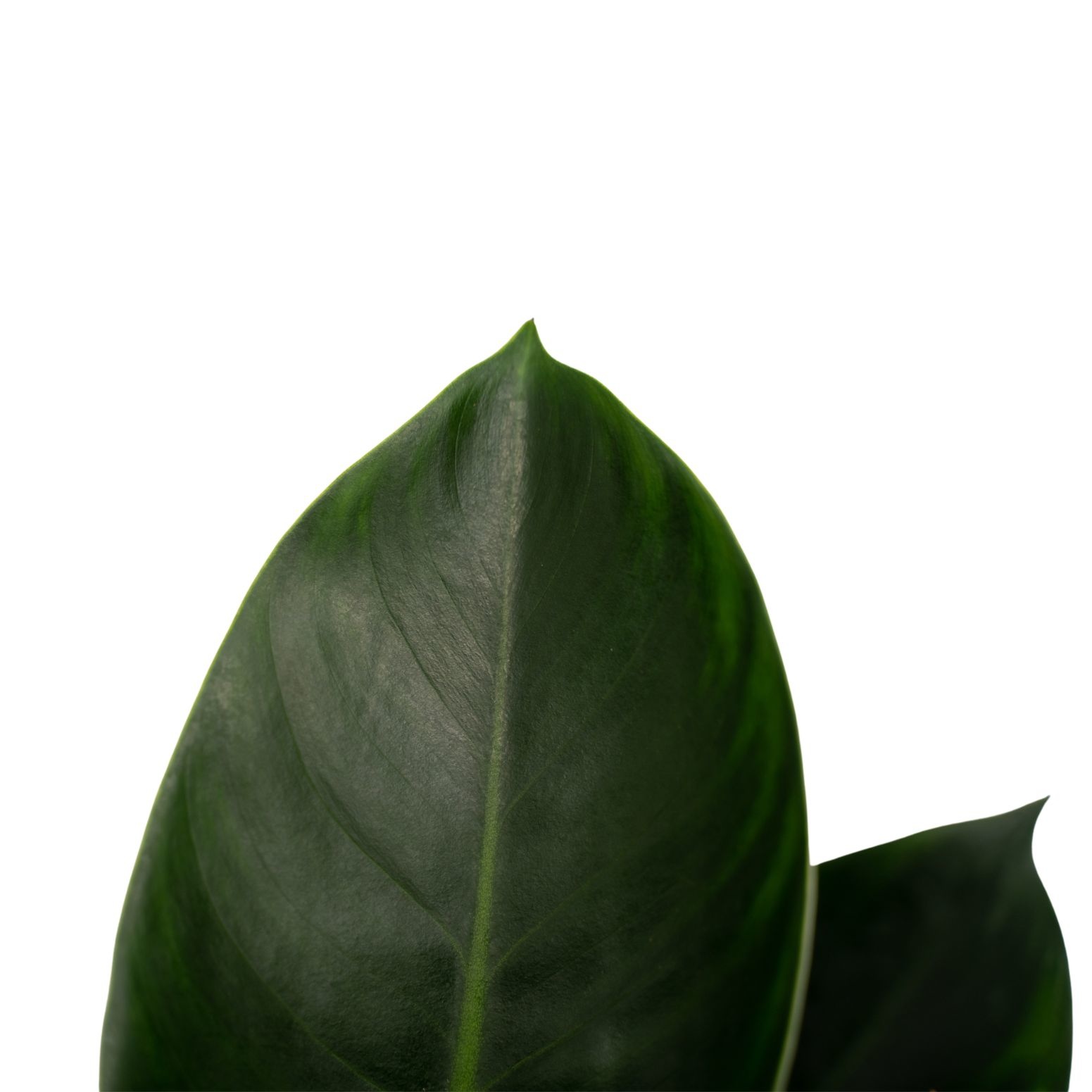 Decorum Philodendron Congo Apple (PDDCA19CM - 19x70 cm)