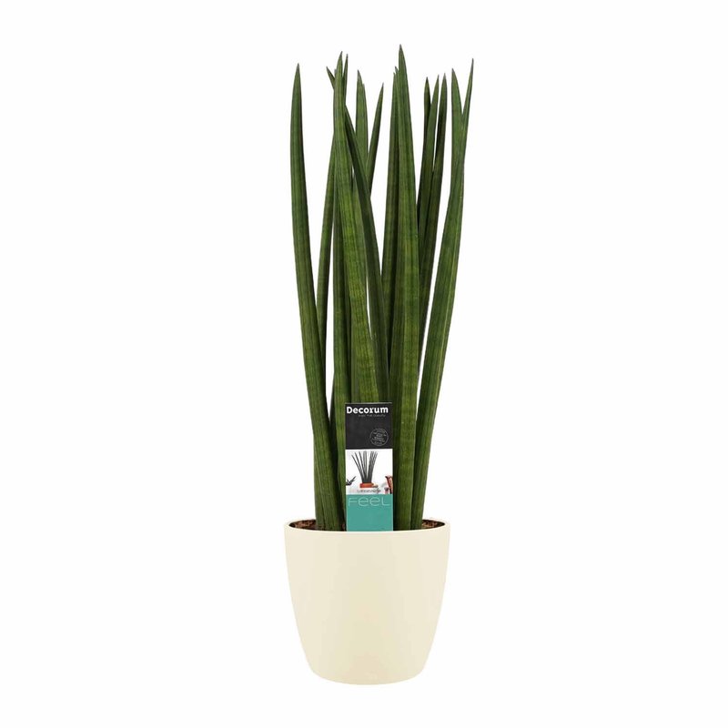 Decorum Sansevieria Cylindrica spaghetti met Elho brussels soap (SC17SPD - 17x70 cm)
