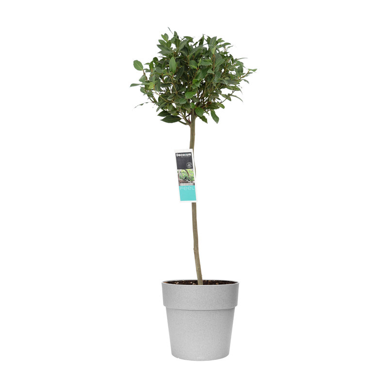 Decorum Laurus nobilis (bol op stam) in ELHO Vibia sierpot voor buiten (B2512040dd - 30x120 cm)