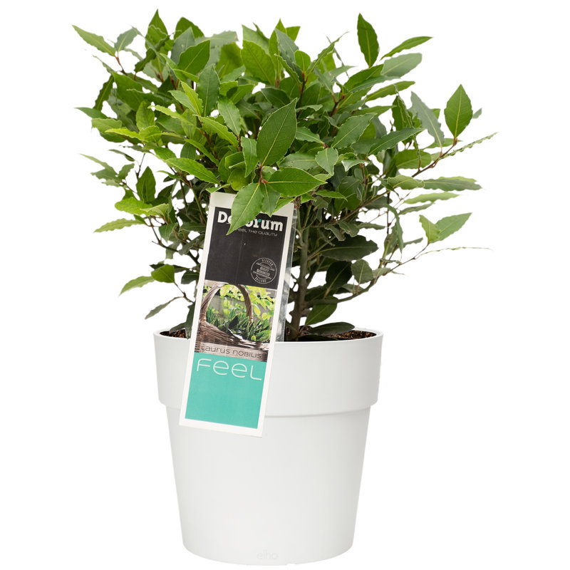 Decorum Laurus nobilis in ELHO Vibia sierpot voor buiten (Ko2035d - 30x35 cm)