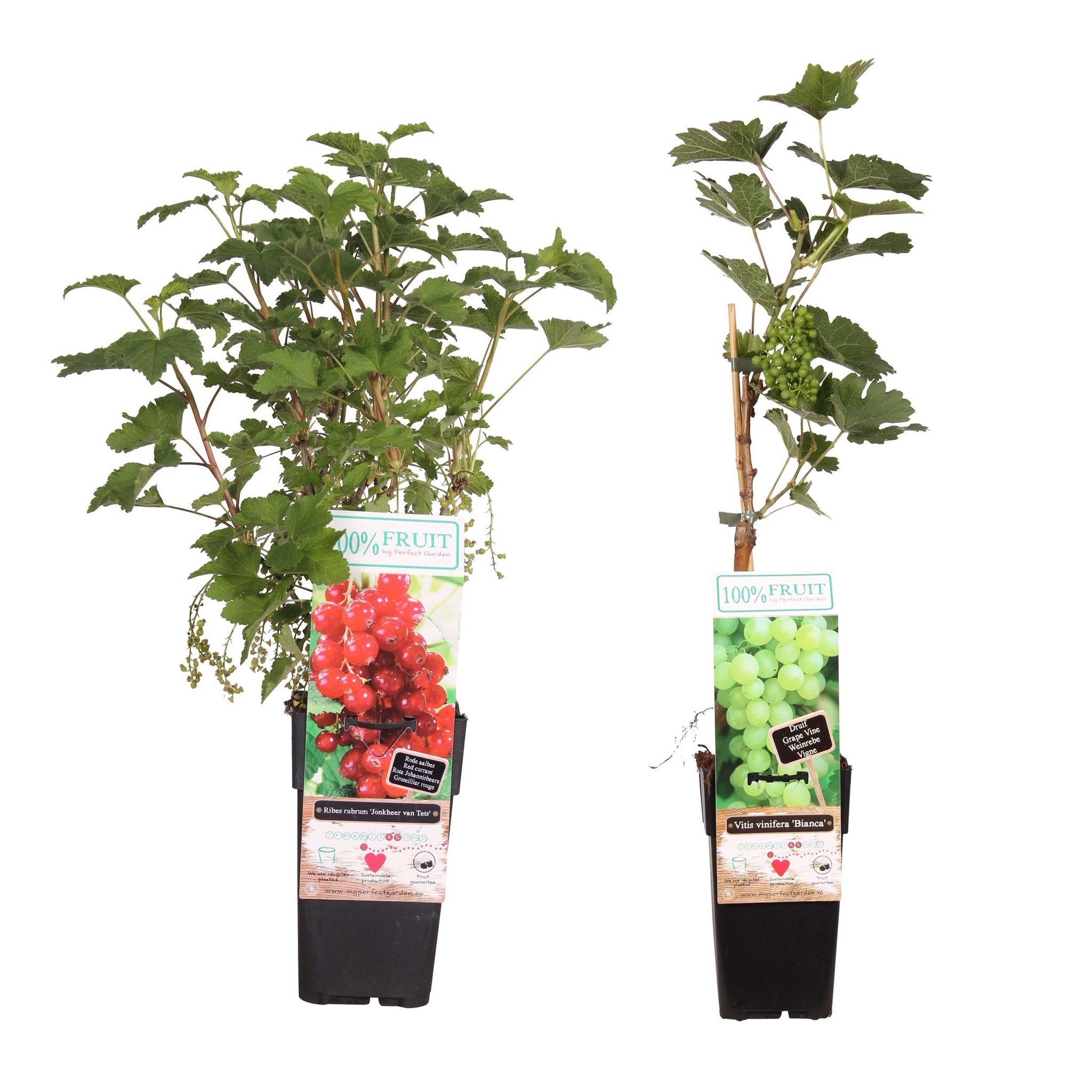 Combinatiepakket Vitis Bianca (druif) en Ribes ‘Jonkheer van Tets’ (aalbes) (15x55 cm)