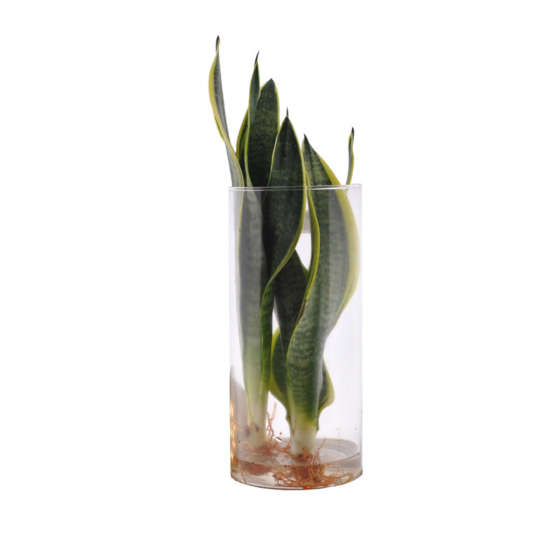 Sanseveria in Cylinderglas (PNLSUP12-CYL - 18x30 cm)