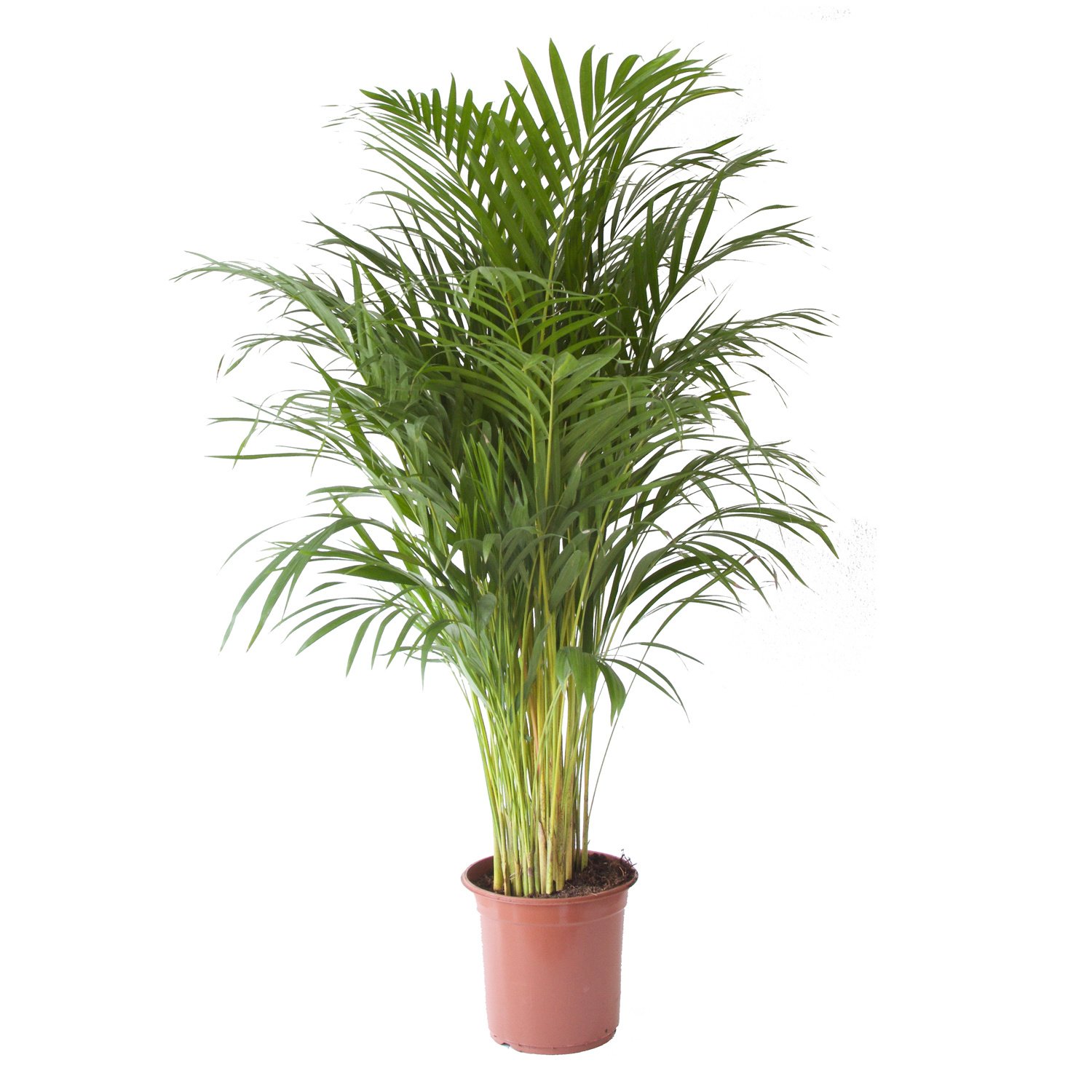 Goudpalm (Areca / Dypsis Palm - 24x110 cm)