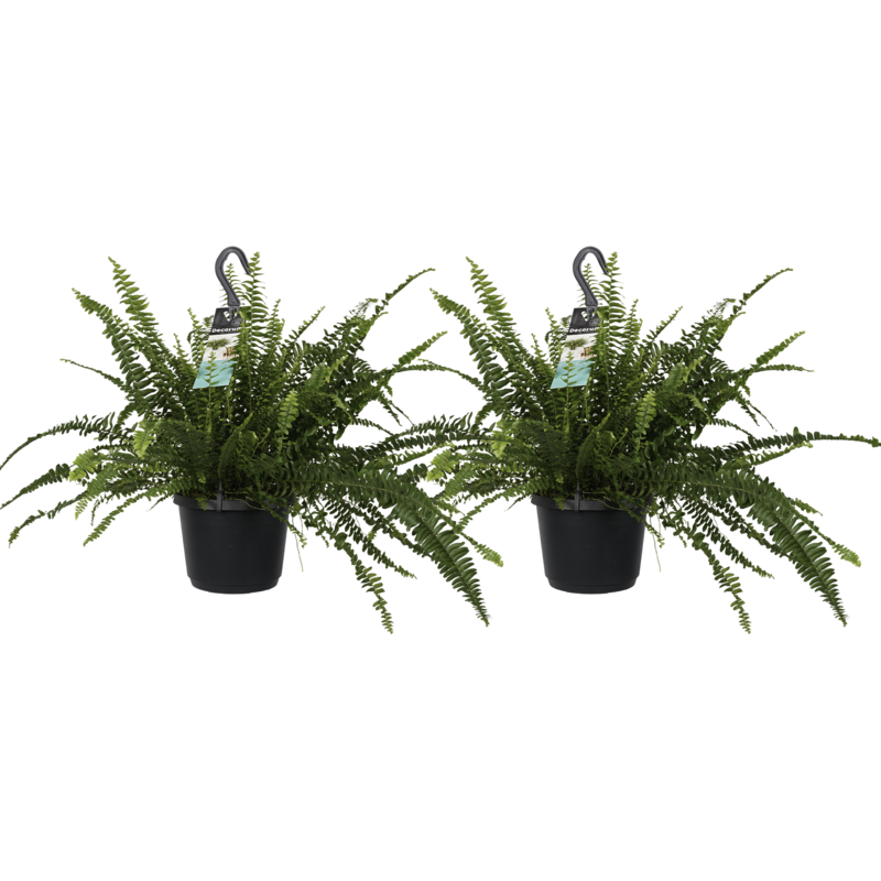 Decorum Duo Nephrolepis exaltata 'Green Lady' (17x40 cm)