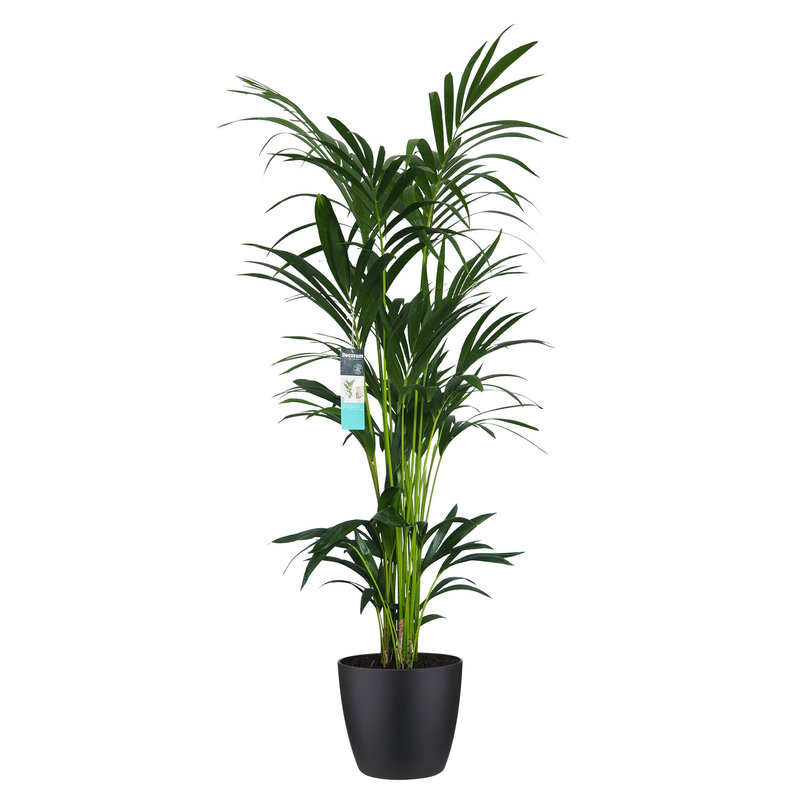 Decorum XL Kentia Palm in ELHO Brussels pot (zwart) (246160DECO - 25x160 cm)