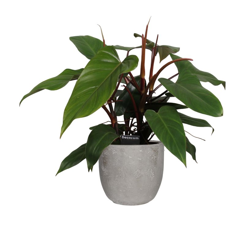 Decorum Philodendron Red Emerald in Mica sierpot Jimmy (lichtgrijs) (DPREDTOEF - 18x60 cm)
