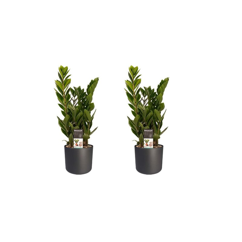 Decorum Duo 2 x Zamio Culcas met Elho B.for soft antracite (14x45 cm)