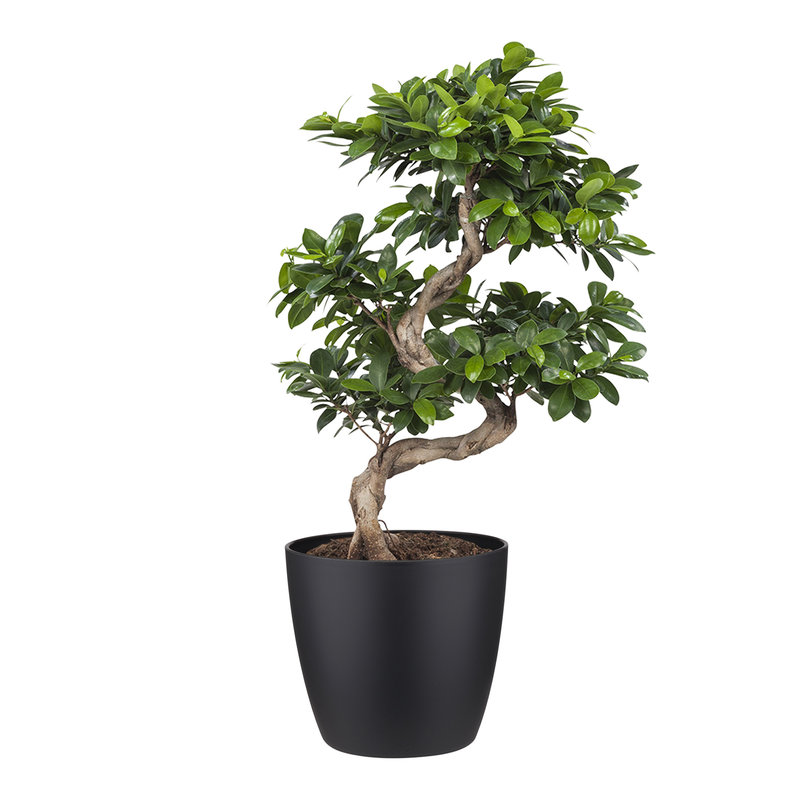 Ficus Gin Seng Bonsai met Elho Brussels Round pot Black (FGS25 - 27x70 cm)