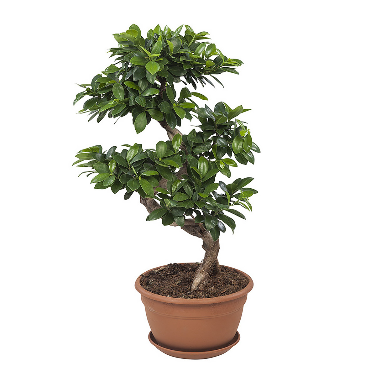 Ficus Gin Seng Bonsai (FGS25 - 27x70 cm)