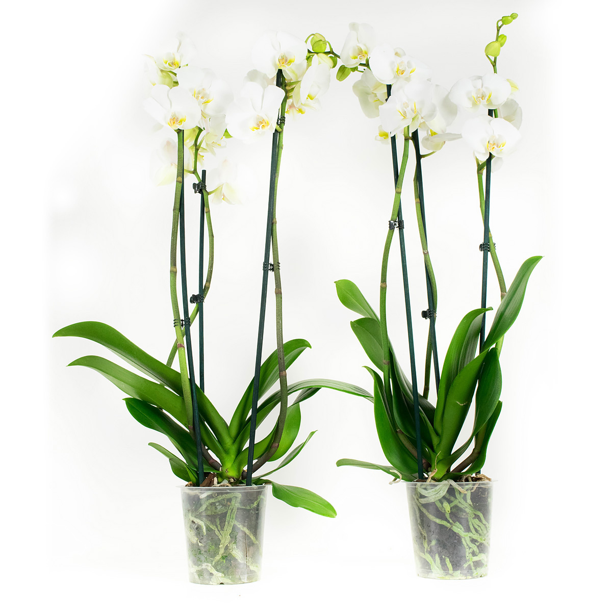 Duo Phalaenopsis Wit (PH3803G02B - 12x60 cm)