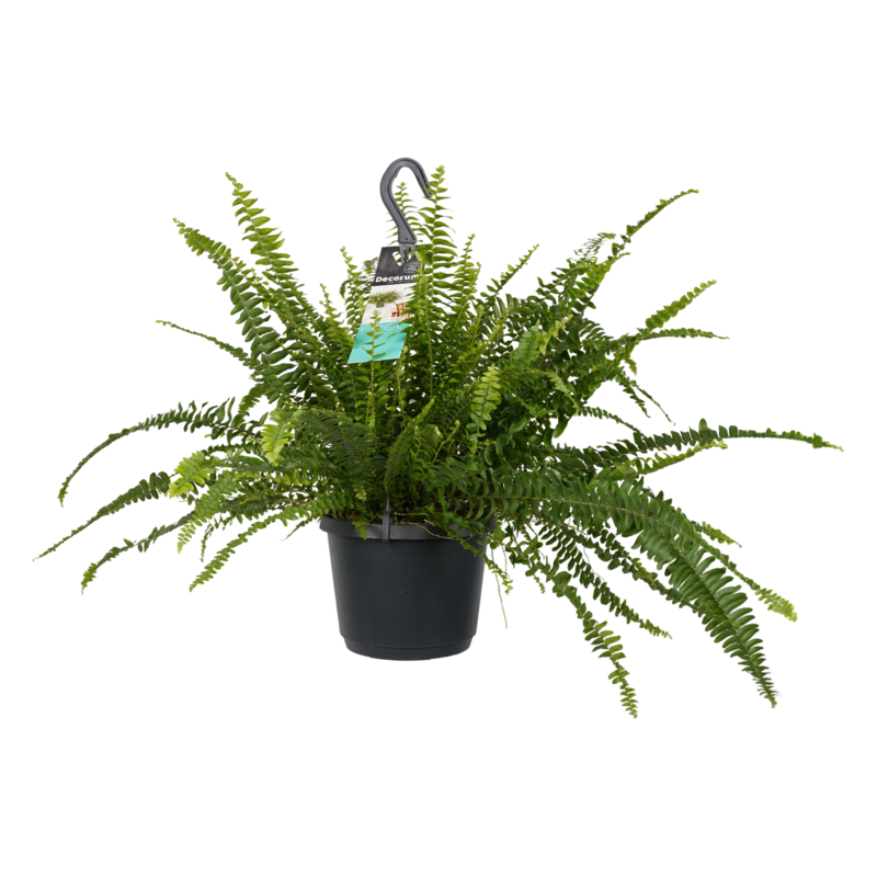 Decorum Nephrolepis exaltata 'Green Lady' (17x40 cm)