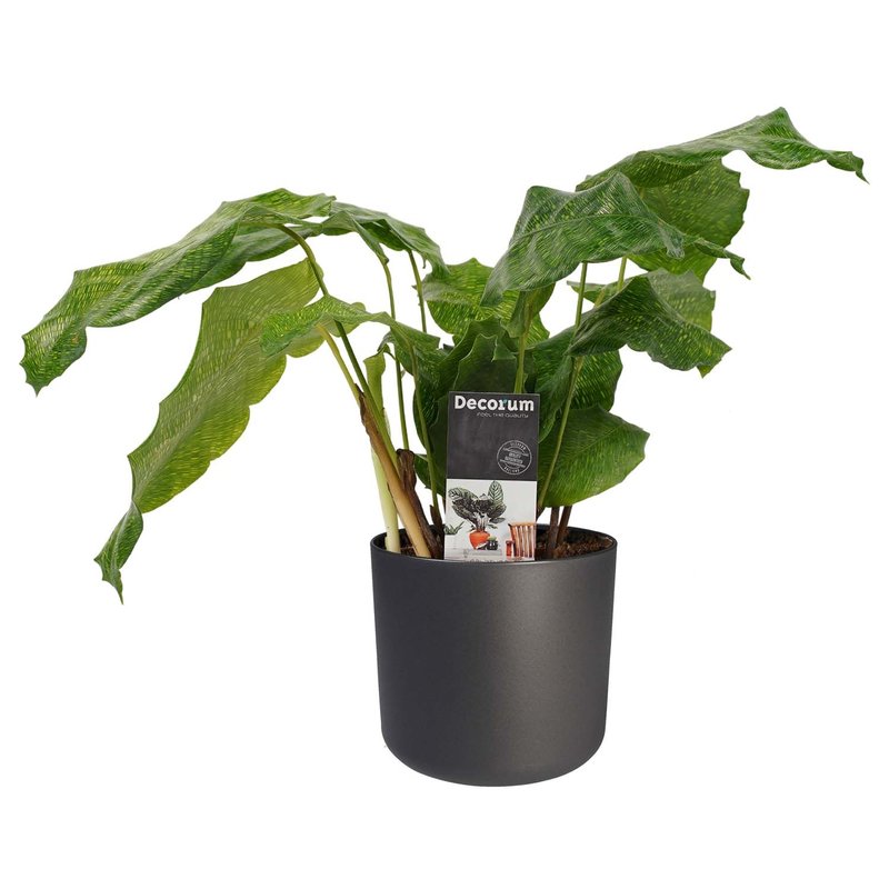 Decorum Calathea Network met Elho B.for soft antracite (CAL14NET08D01 - 14x45 cm)