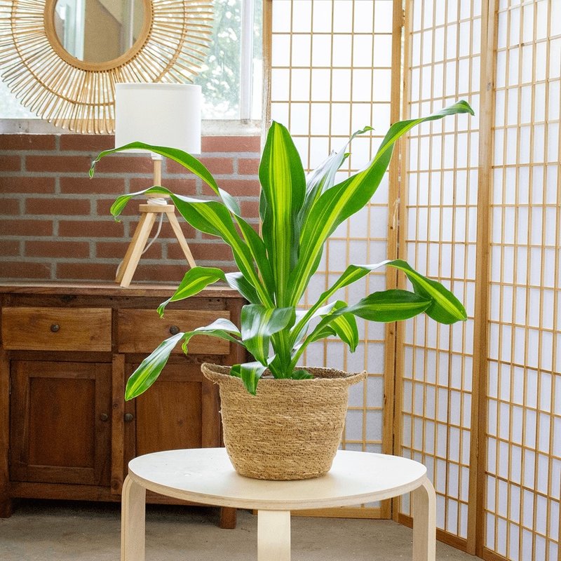 Dracaena Burley in handgevlochten sierpot Nelis (naturel) (FP006-26010 -158653 - 23x70 cm)