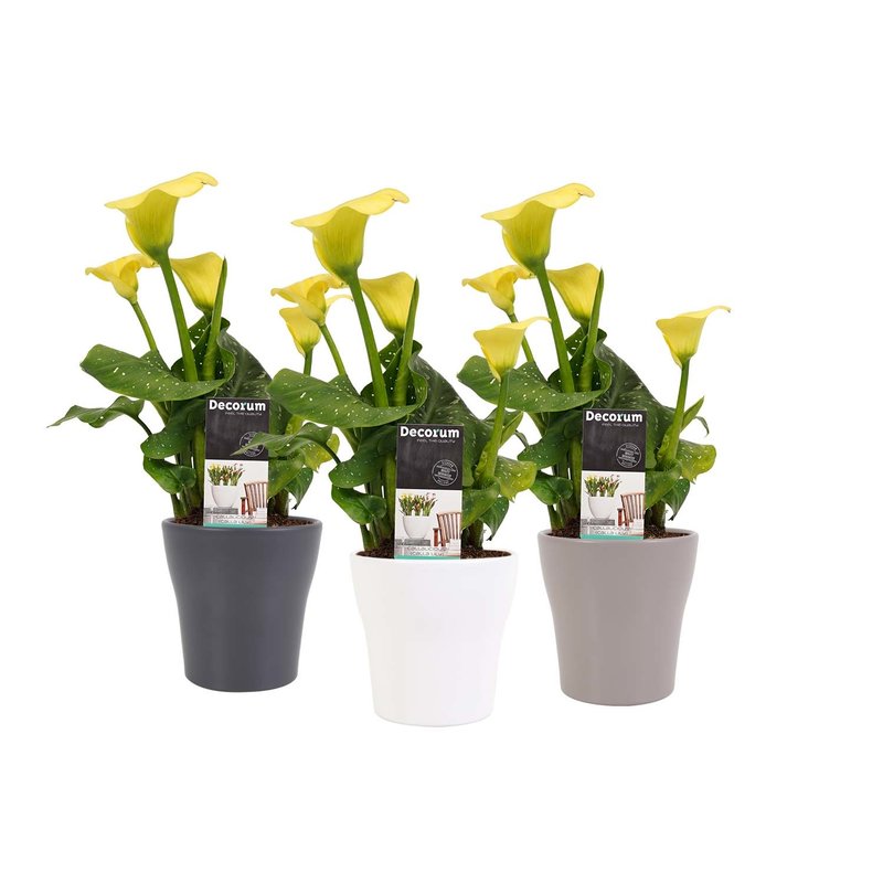Decorum Zantedeschia Geel in Anna keramiek (3 stuks) (D812058 - 12x40 cm)