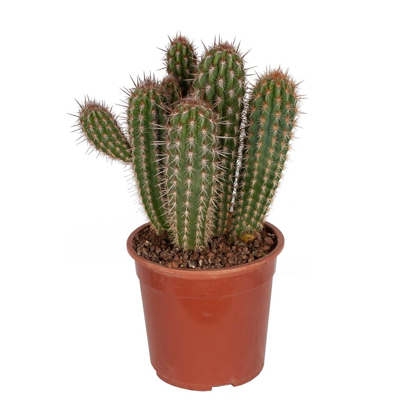 Pilosocereus gounelii (CAN36 - 24x50 cm)