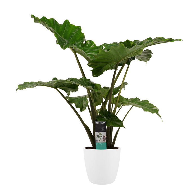 Decorum Alocasia Portodora - Elho brussels white (DPportad21 - 21x90 cm)